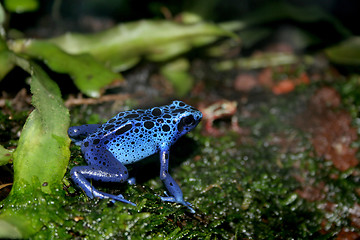 Image showing blue poison dart frog