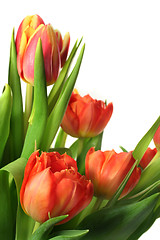 Image showing Tulip bouquet