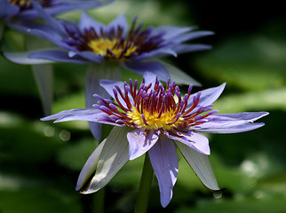 Image showing Waterlily