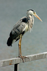 Image showing Gray heron