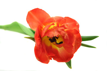 Image showing Tulip