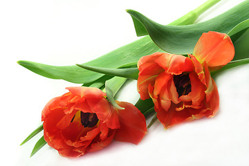 Image showing Tulips