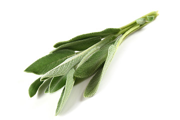 Image showing sage