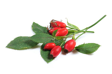 Image showing Rosehip