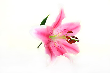 Image showing Lily