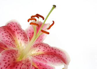 Image showing Lily