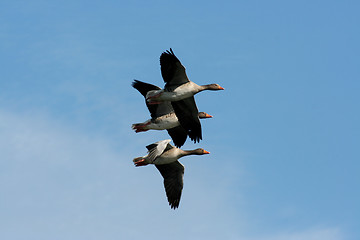 Image showing Greylag