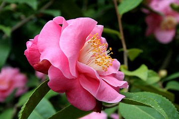 Image showing Camellia