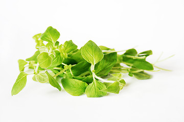 Image showing oregano