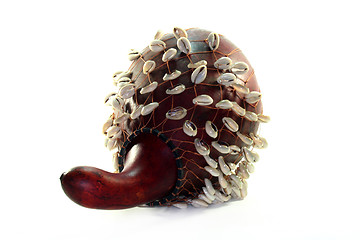 Image showing Gourd rattle