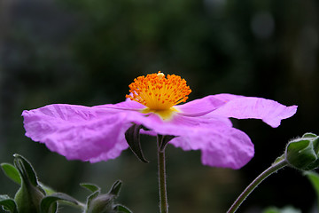 Image showing Cistus