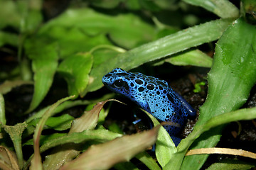 Image showing blue poison dart frog