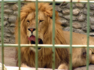 Image showing Lion in the cage