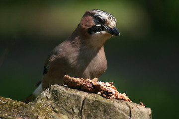 Image showing Jay