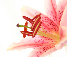 Image showing Lily