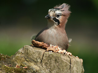 Image showing Jay