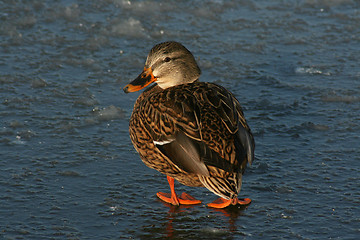 Image showing Mallard