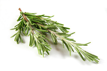 Image showing rosemary