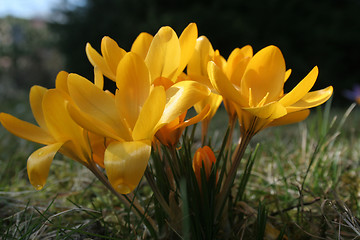 Image showing Crocus