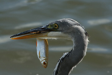 Image showing Blue heron