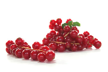 Image showing Currants