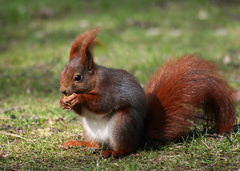 Image showing Squirrels