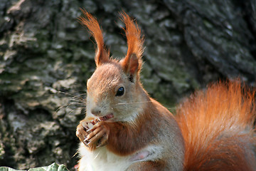 Image showing Squirrels