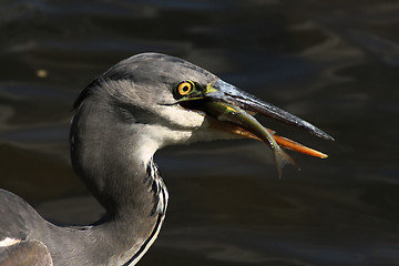 Image showing Blue heron