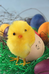 Image showing Easter Chicks