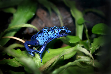 Image showing blue poison dart frog