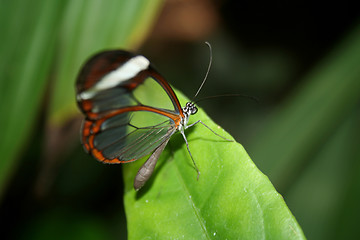 Image showing Forest spirit