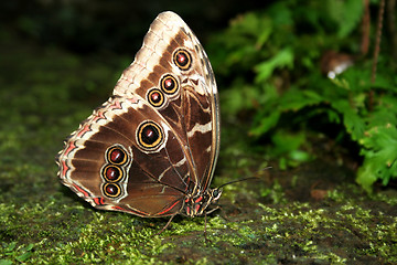 Image showing Sky butterfly