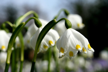 Image showing Daffodil