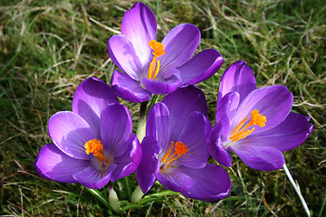 Image showing Crocus