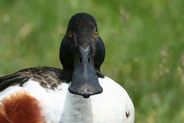 Image showing shoveller duck