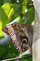 Image showing Owl butterfly