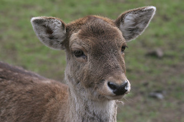 Image showing Fallow deer