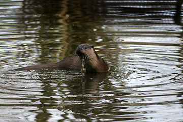 Image showing Fish otter