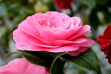 Image showing Camellia