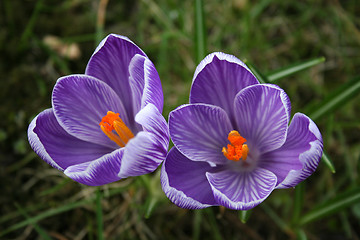 Image showing Crocus