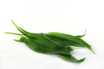 Image showing Wild garlic