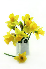 Image showing Daffodils