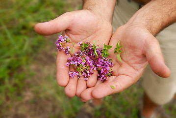 Image showing Wild thyme in hands