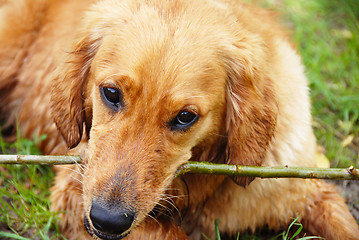 Image showing Golden retriever dog portrait with stick