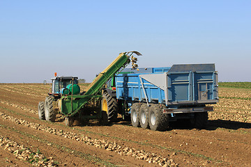 Image showing beetroot