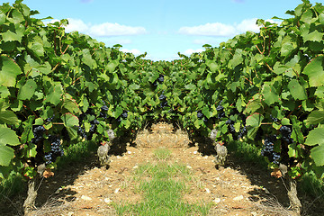 Image showing grapes