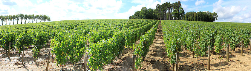 Image showing Vines