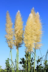 Image showing flower of pampa