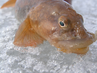 Image showing mother-of-eels