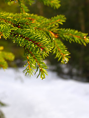 Image showing Winter Branch Of Pine